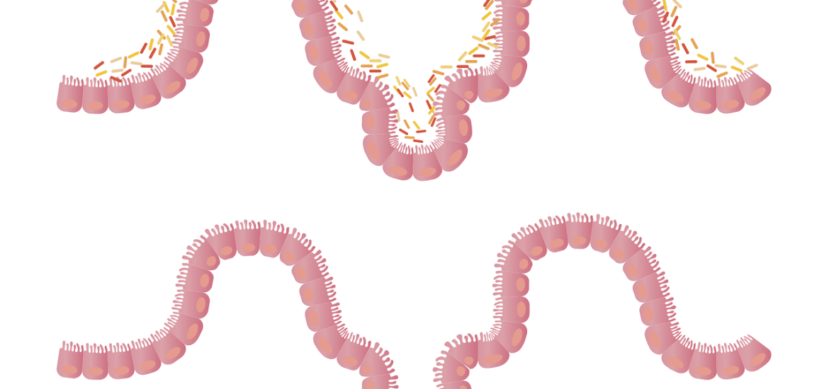 Le microbiote intestinal comme solution au diabète ?