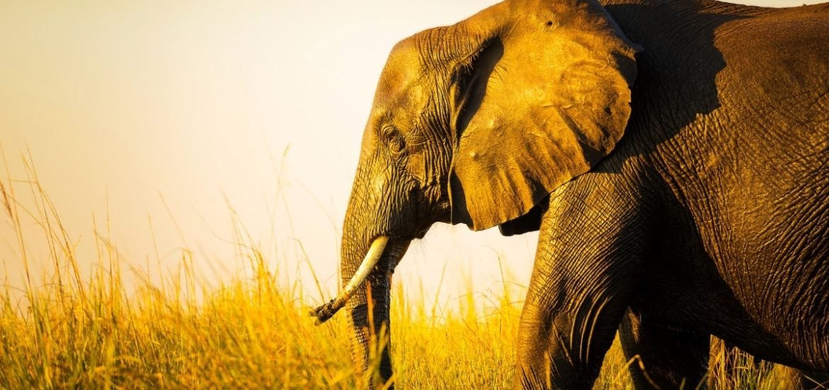 The truth is in the DNA: Researchers are using new tricks to trace ivory back to smugglers