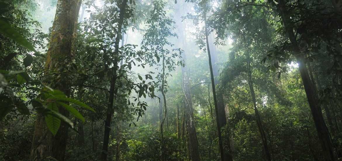 43 Millionen Hektar tropischer Regenwald zerstört – Ernährungsgewohnheiten der Europäer mitverantwortlich