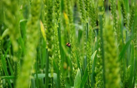 L’agriculture extensive bénéfique pour la biodiversité ? (2ème partie)