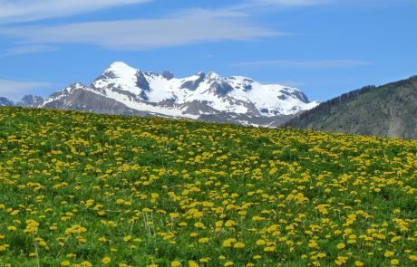 Europe’s mountaintops in bloom due to warming