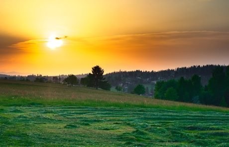 Frisch geschnittenes Gras könnte Geheimnis für Biopestizid bergen