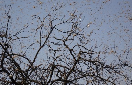 A swarm of activists