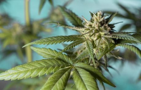 Studie: Legalisierung der Einstiegsdroge Marihuana könnte den Konsum von Alkohol, Nikotin und Opiaten reduzieren