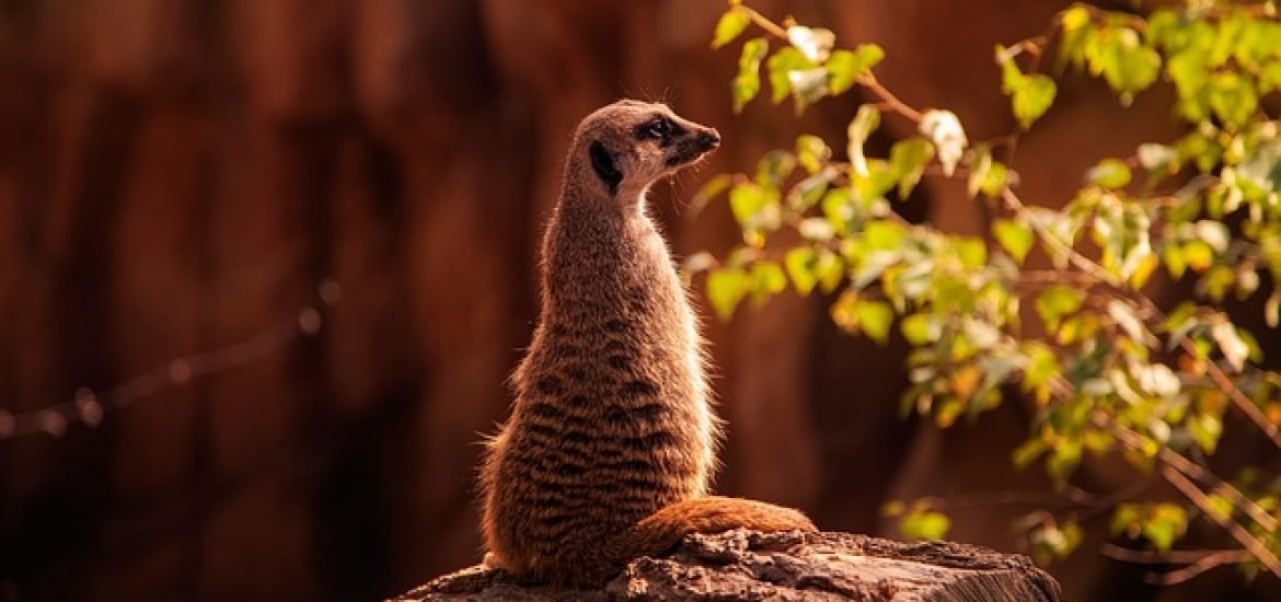 Erdmännchen möglicherweise bald vom Aussterben bedroht