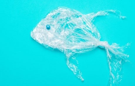 Prey-sized microplastics in ocean nurseries outnumber fish seven to one