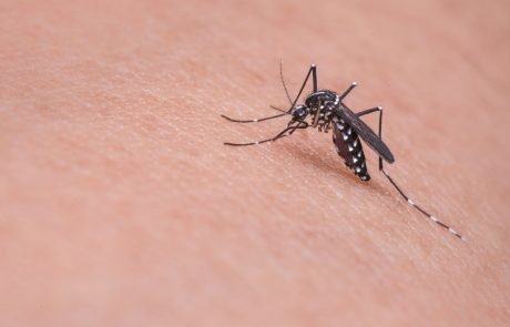 Scientists make malaria-resistant mosquitoes using CRISPR
