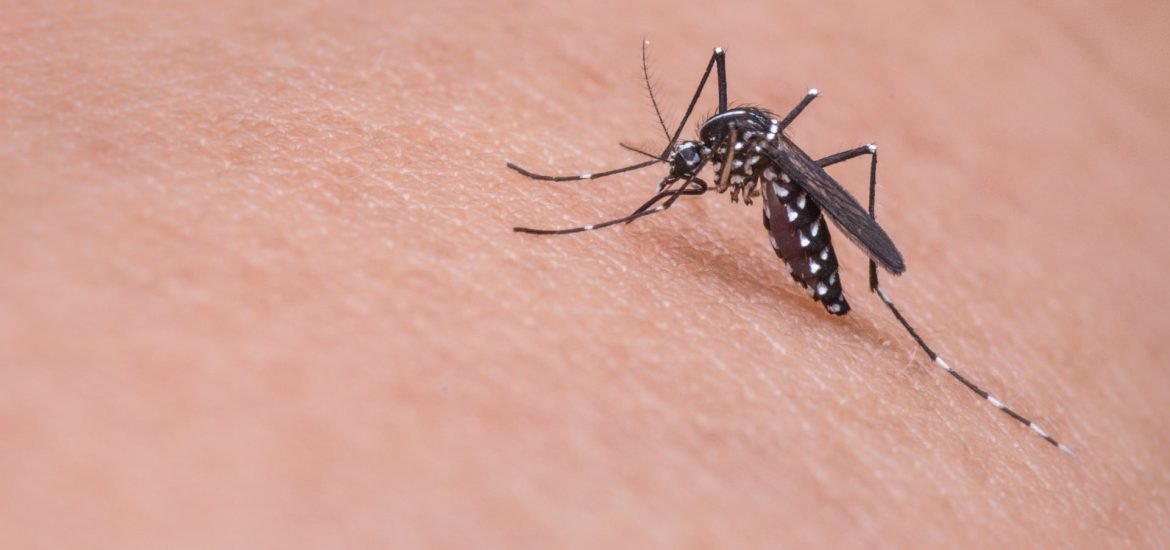 Scientists make malaria-resistant mosquitoes using CRISPR