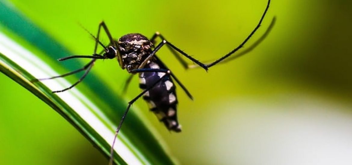 Malaria breitet sich in Zentralamerika aus: ist ein Pilz schuld?