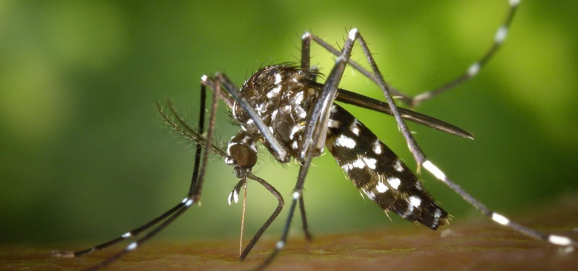USA : 2 milliards de moustiques OGM libérés dans la nature pour lutter contre des maladies mortelles