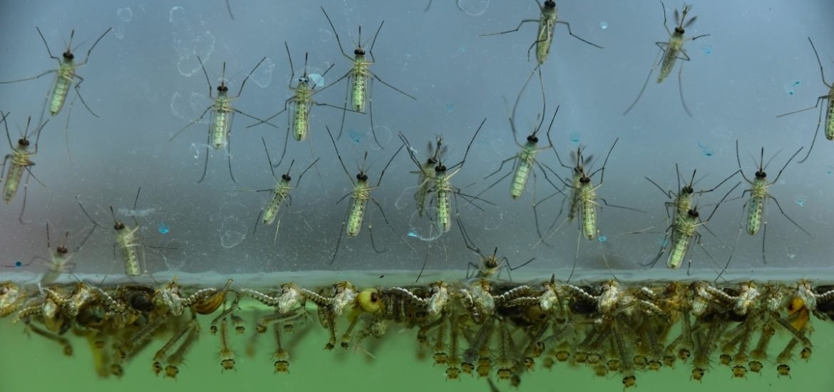 Mosquitos may be providing another route for toxic microplastics to enter the food chain