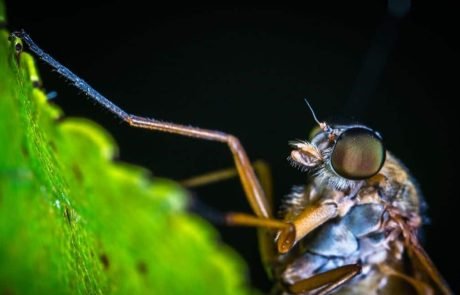 Wind transports malaria-carrying mosquitoes long distances