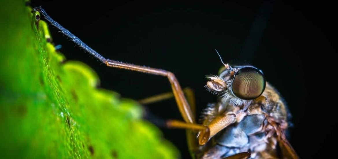 Wind transports malaria-carrying mosquitoes long distances