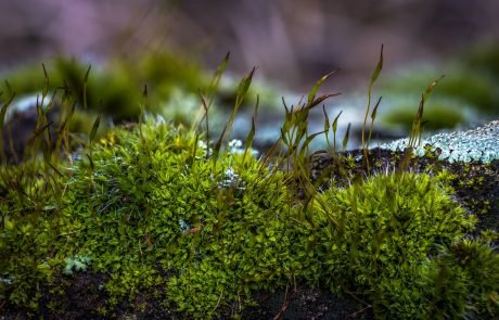 Moss found to remove arsenic from drinking water