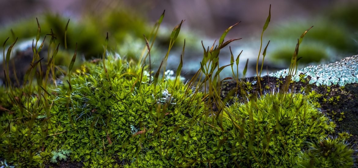 Moss found to remove arsenic from drinking water