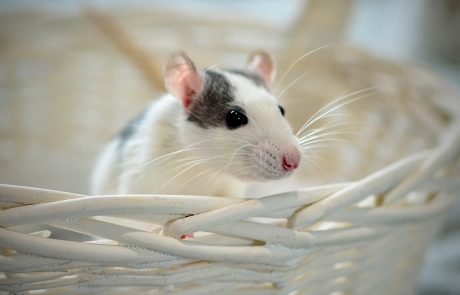 Des chercheurs ont pu inverser la perte de mémoire liée à l’âge chez la souris