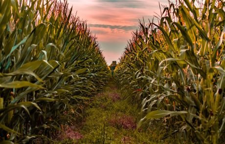 Study finds GMOs increase crop yields and benefit health