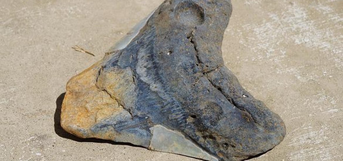 Paläontologen rekonstruieren 61-Tonnen-Megalodon