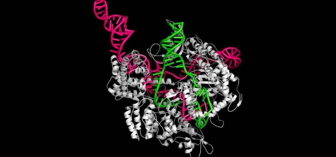 New CRISPR gene-editing technique could fix a multitude genetic defects