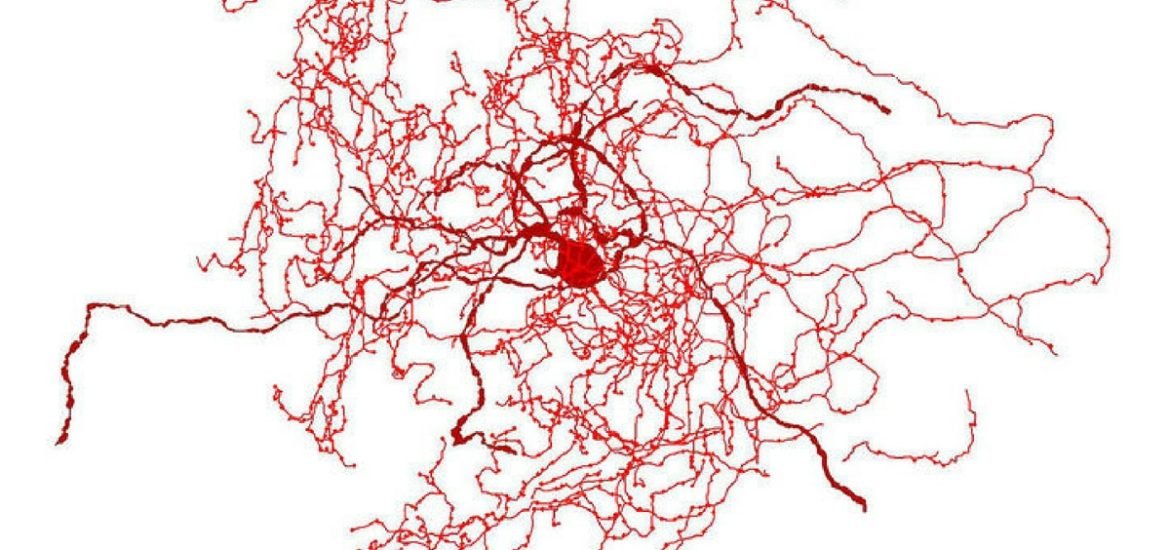 How are human and animal brains different? A newly discovered cell type may offer some clues