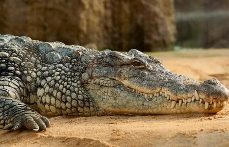 Außergewöhnliche Jungfernzeugung: Krokodil schwängert sich selbst