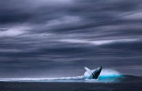 Neuentdeckung: So erzeugen Wale Töne