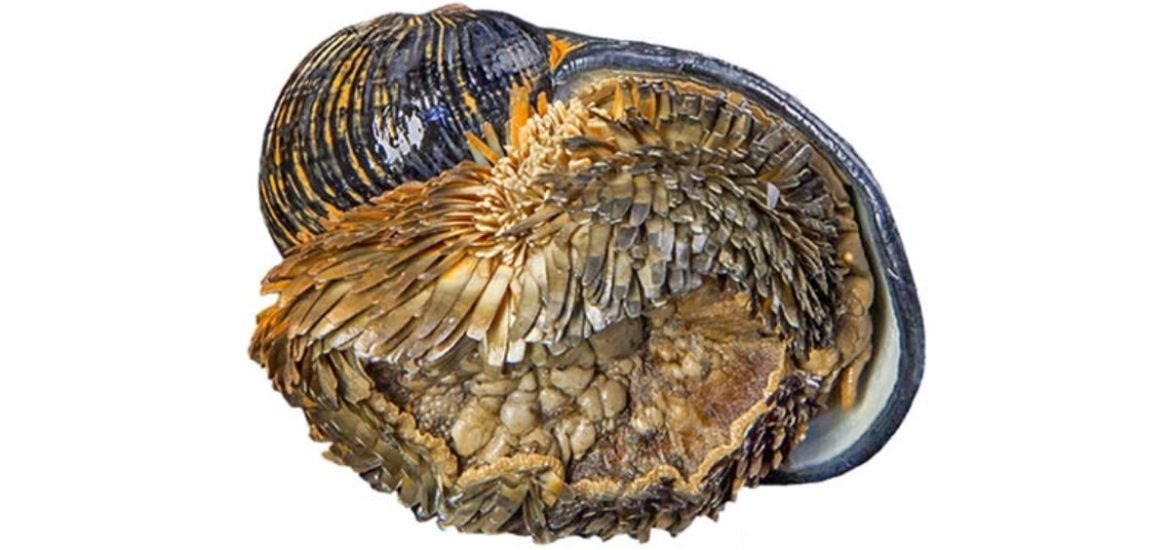 Ocean snail is first deep-sea species officially at risk of extinction from mining