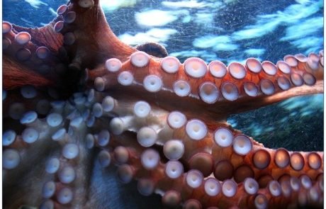 Neuer Robo-Unterwasserhandschuh soll Menschen Oktopus-Fähigkeiten verleihen