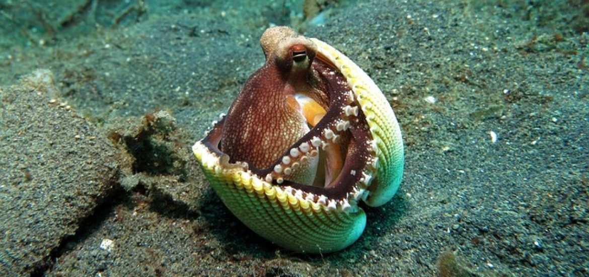 Kraken: So passen die Tiere ihr Gehirn an die Umgebungstemperatur an