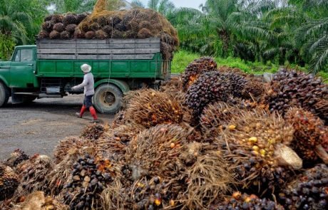 A controversial collaboration: Scientists team up with the palm oil industry