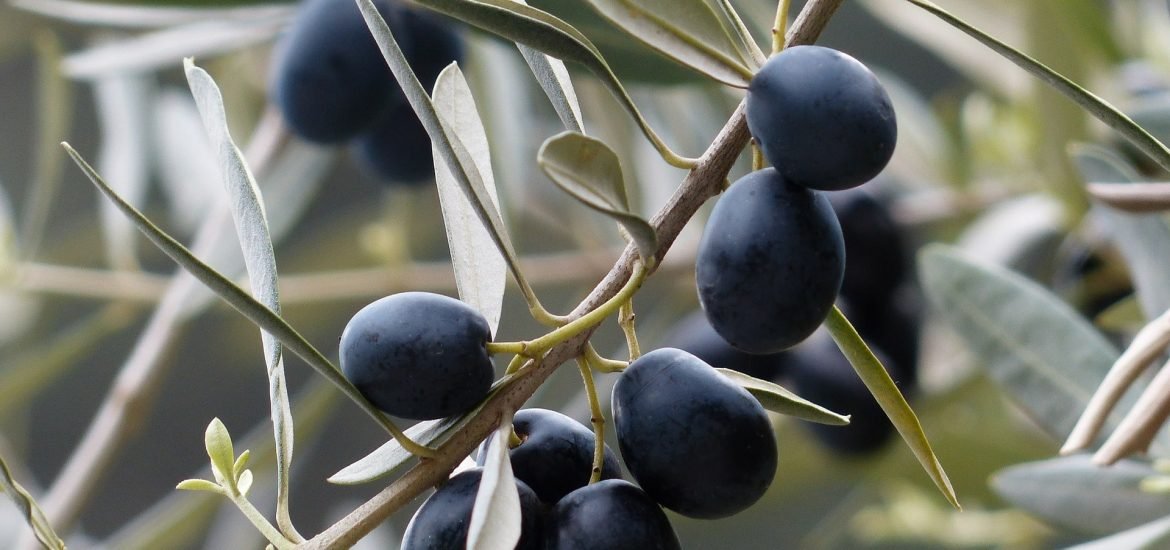 EU says US tariffs on Spanish olives are “unacceptable”
