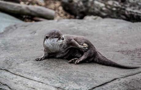 Wie Seeotter Werkzeuge nutzen: Weibchen besonders begabt