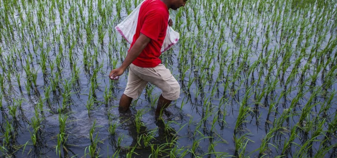 Why COP26 is the moment to double down on investment for agricultural research