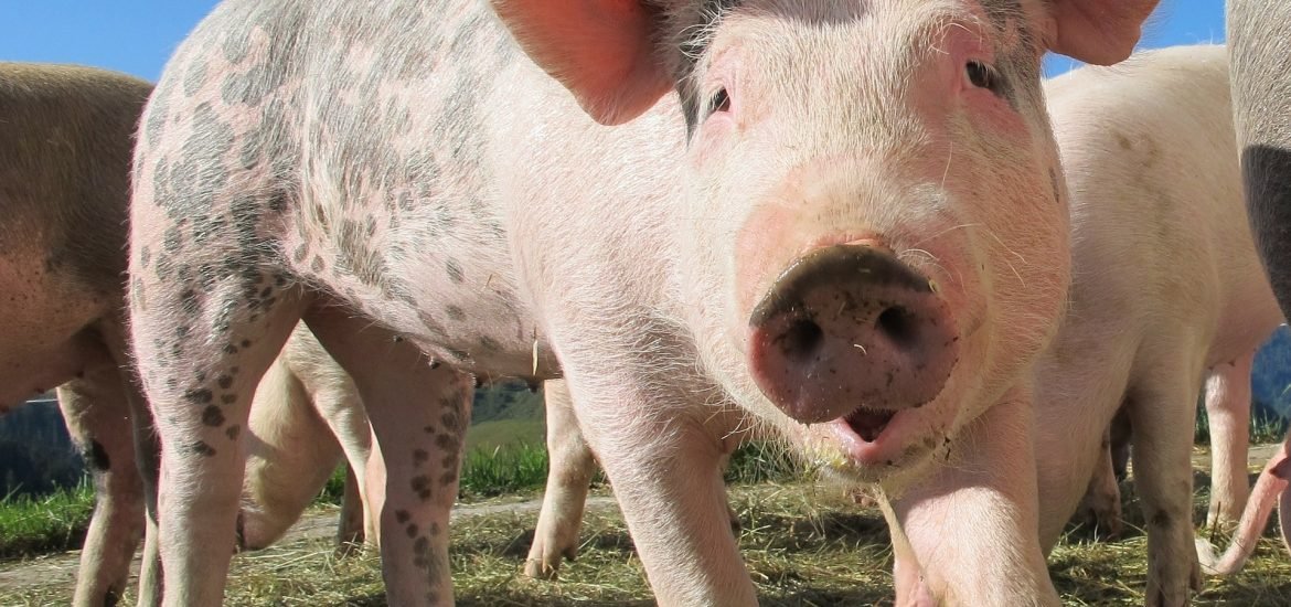 Gene editing could soon put an end to livestock diseases