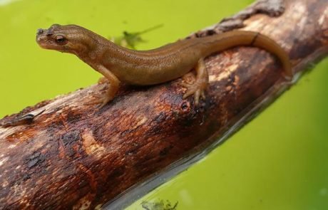 Salamander gehen in die Luft: Wie Amphibien durch den Himmel gleiten