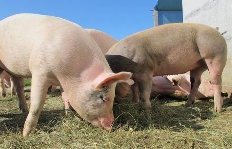 « Le génome des porcs US sera édité pour endiguer le SDRP » M. Banville (Interview)