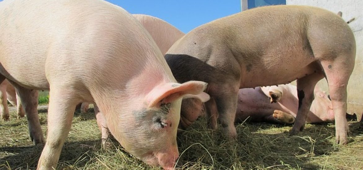 « Le génome des porcs US sera édité pour endiguer le SDRP » M. Banville (Interview)