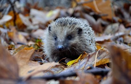 Britain could lose a fifth of its mammal species in 10 years