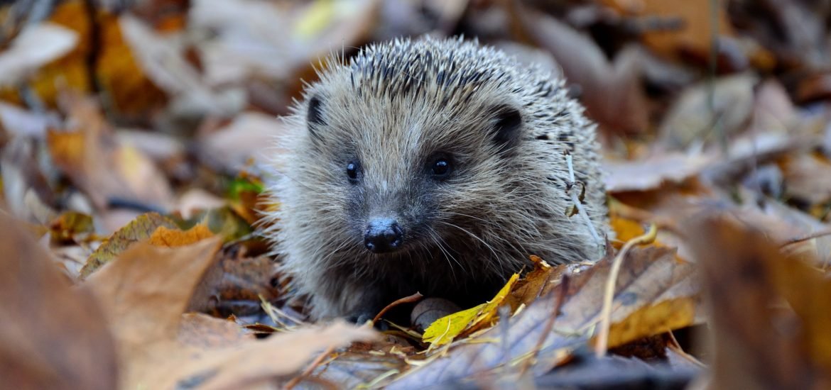 Britain could lose a fifth of its mammal species in 10 years