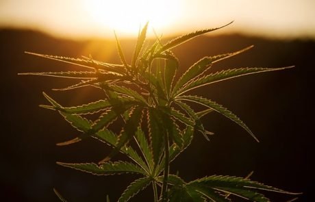 Cannabis könnte bei Epilepsie-Therapie helfen