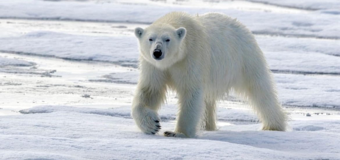 Polar bears may face extinction by the end of the century, scientists say