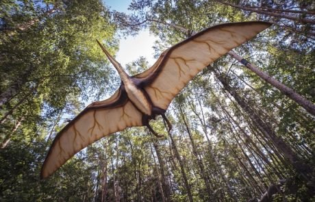 Nach 30 Jahren im Archiv: Älteste Flugsaurier Australiens entdeckt