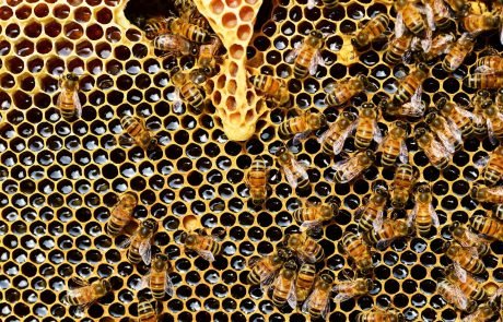 Scientists say beekeeping hurts wildlife