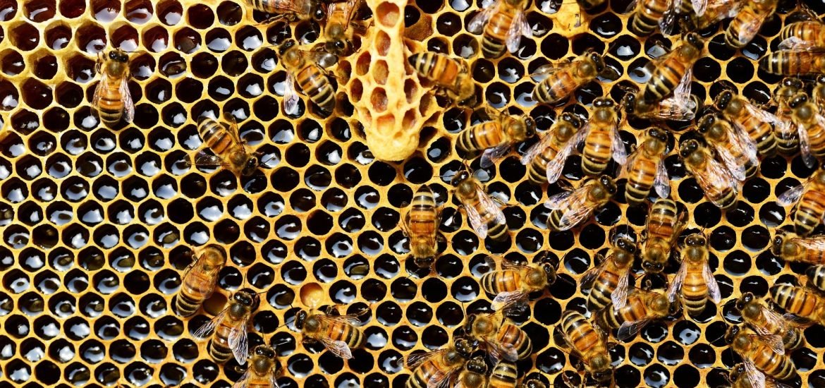 Scientists say beekeeping hurts wildlife