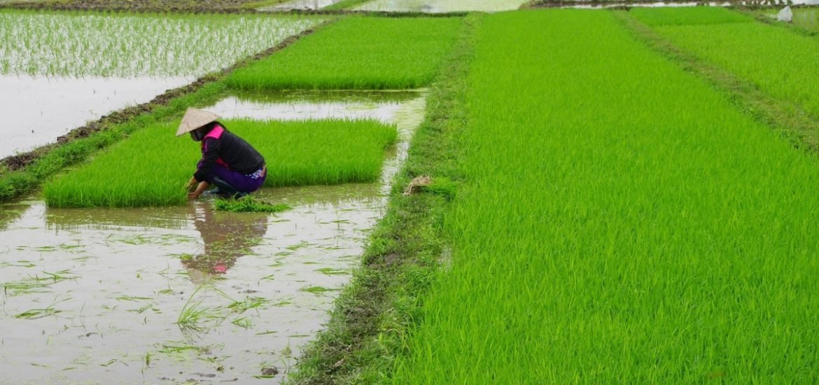 Changes in rainfall could affect global food supplies