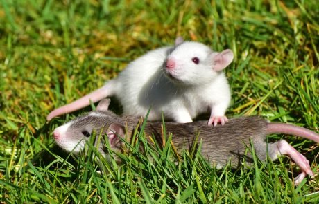 Rats exchange different types of favors, study reveals