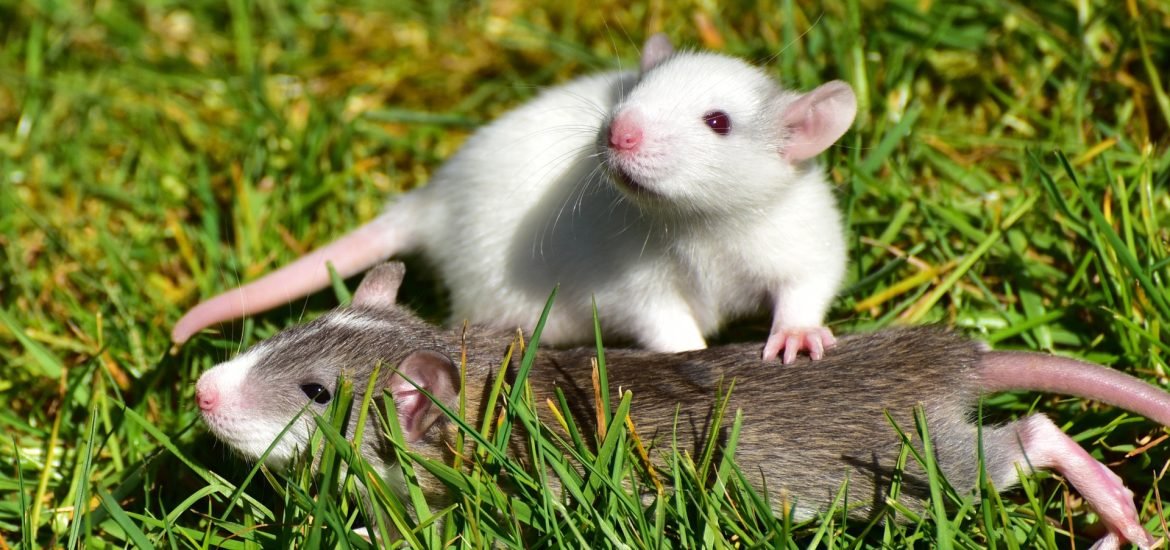 Rats exchange different types of favors, study reveals