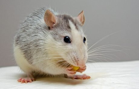 Scientists use gene therapy to treat rats with spinal injury