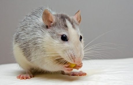Stanford-Forscher setzen humane Hirnfragmente in Ratten ein