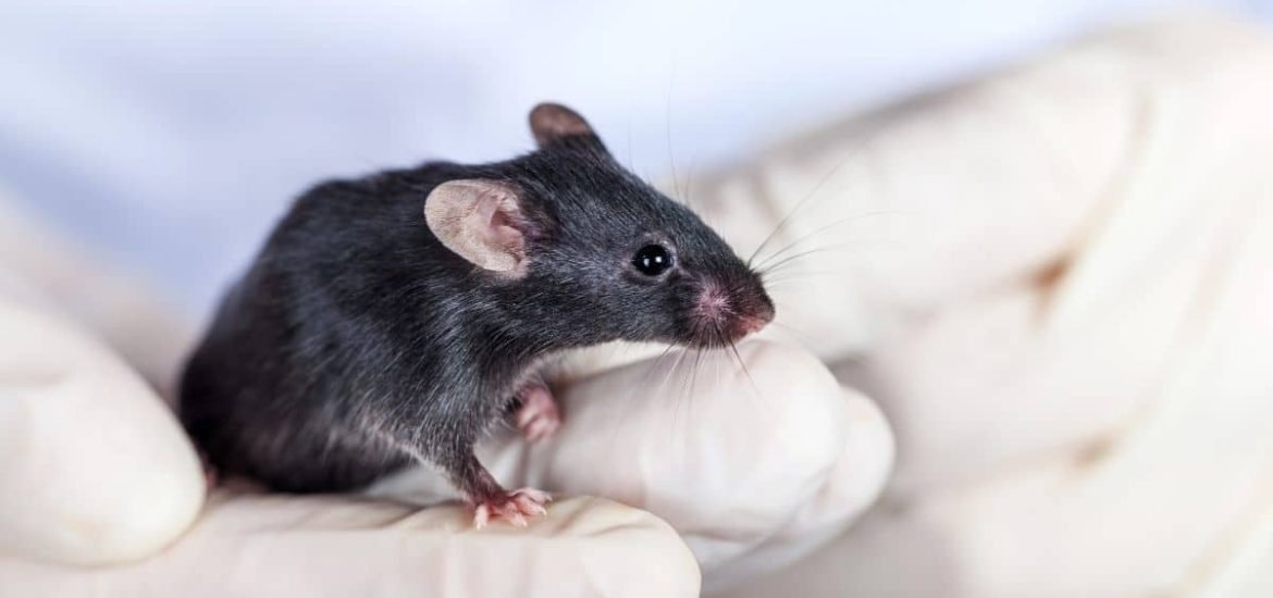 In landmark study scientists restore lost vision in mice